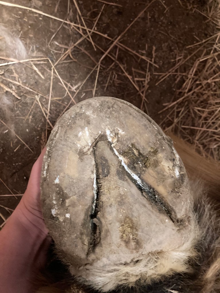 horse hoof on track board