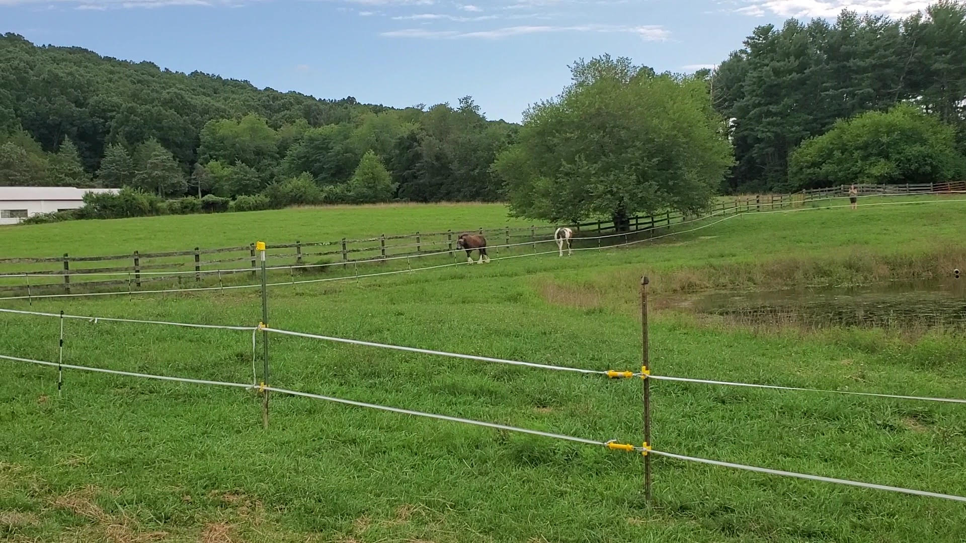 horses on grass track