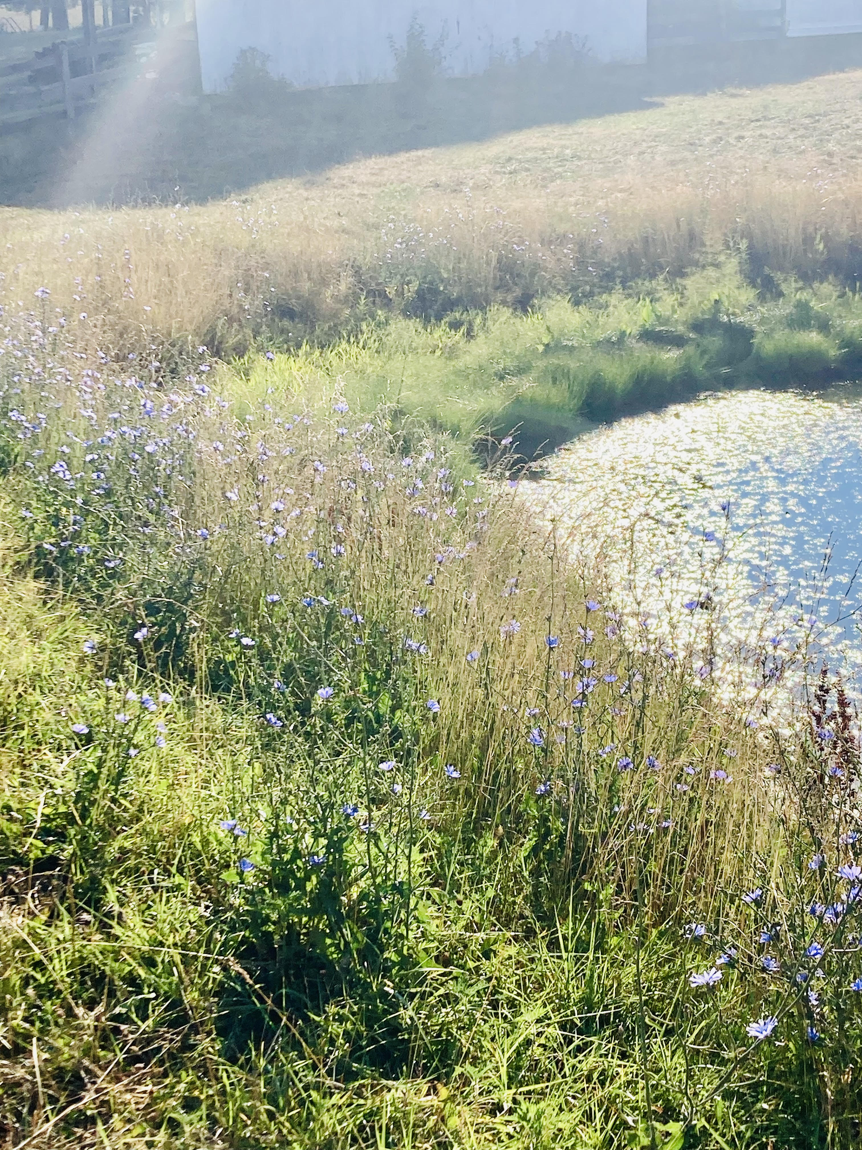 wild area with horse track