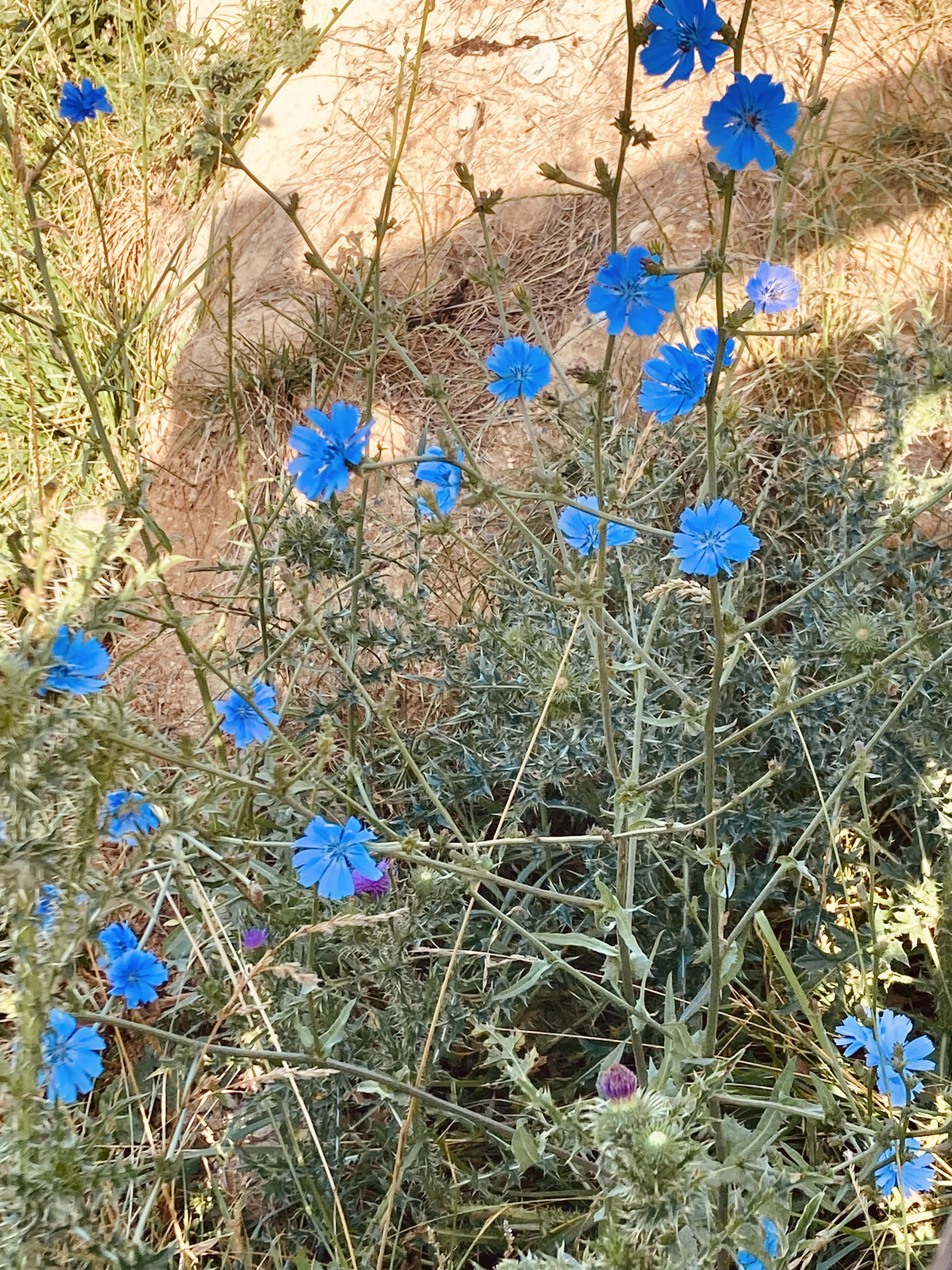 chicory in horse pasture