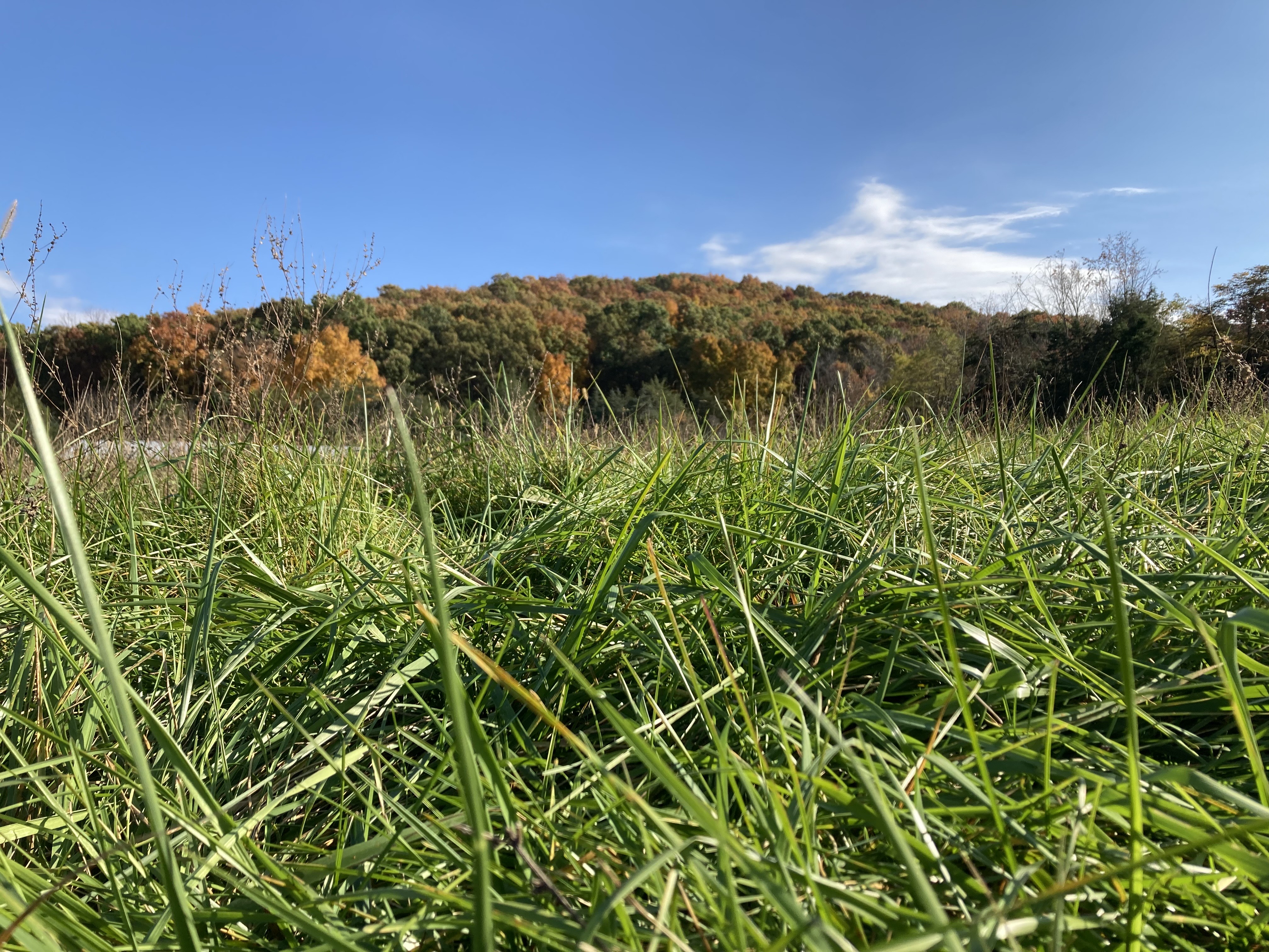 healthy pasture grasses