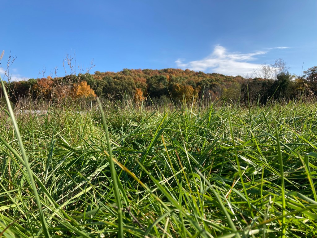 healthy pasture grasses