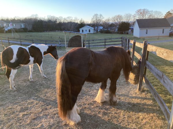 low starch life for horses easy keepers boarding on track