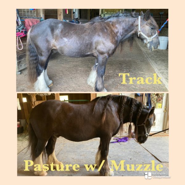 horse difference between track and pasture board