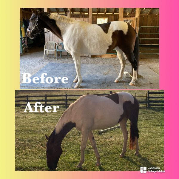 horse living life on track pasture board before and after