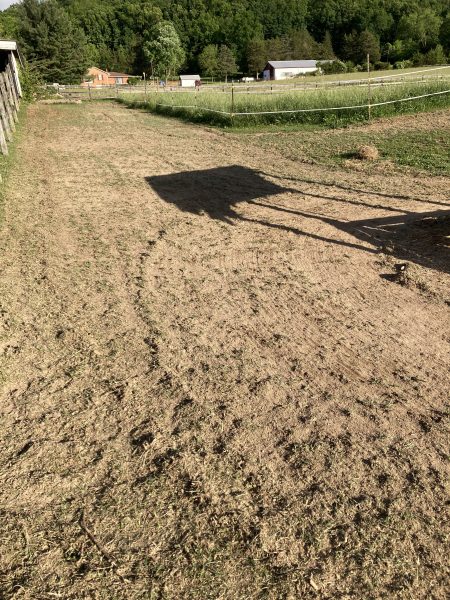 grass free track horse boarding