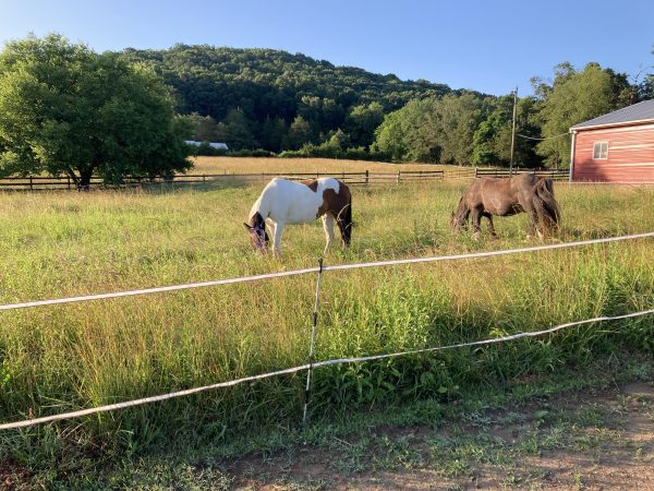 virginia horse pasture board