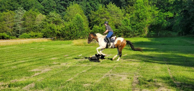 Virginia full horse board with grass riding arena